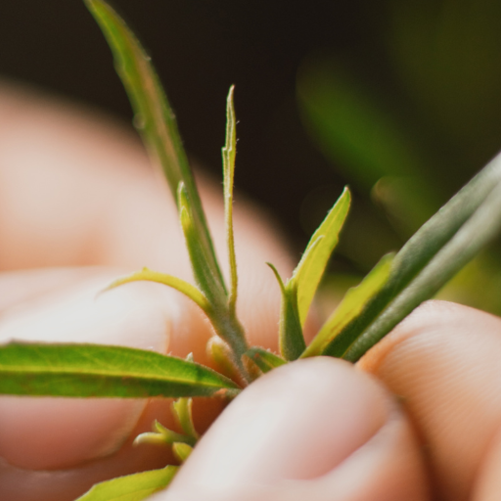 Guia Completo sobre Artepillin-C: O Poderoso Composto da Própolis Verde