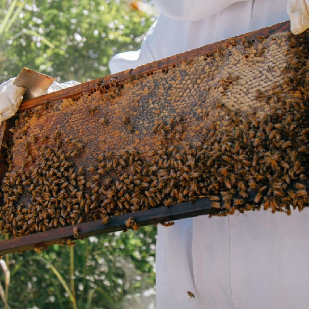 Mel não é tudo igual! Conheça a diferença entre mel monofloral e mel silvestre