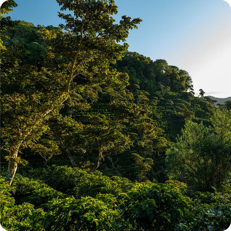 Extrato de Própolis Verde em Cápsulas