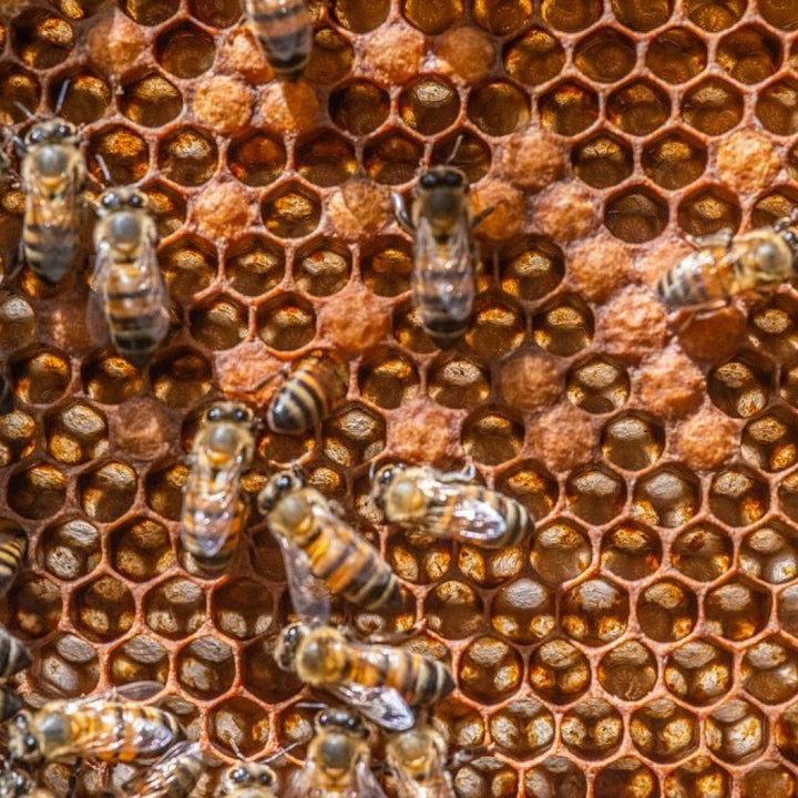 Própolis vermelha: estudo identifica substâncias anticancerígenas na resina