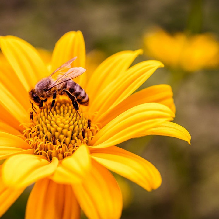 Flora apícola: o que é, importância e principais do Nordeste
