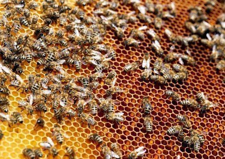 Getting to know red propolis: what are its benefits and differentials?