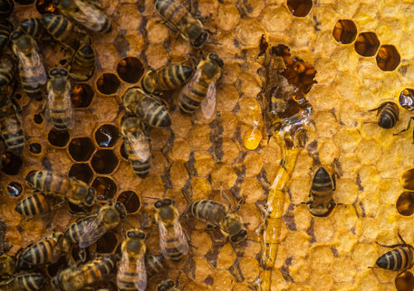 Organic honey and regular honey: what are the differences?