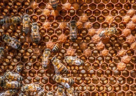 Beekeeping curiosities: do you know how a beehive works?
