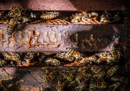 The importance of propolis quality control