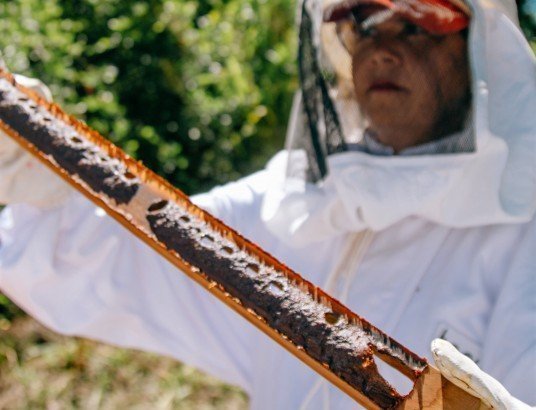 Promovemos o desenvolvimento da apicultura